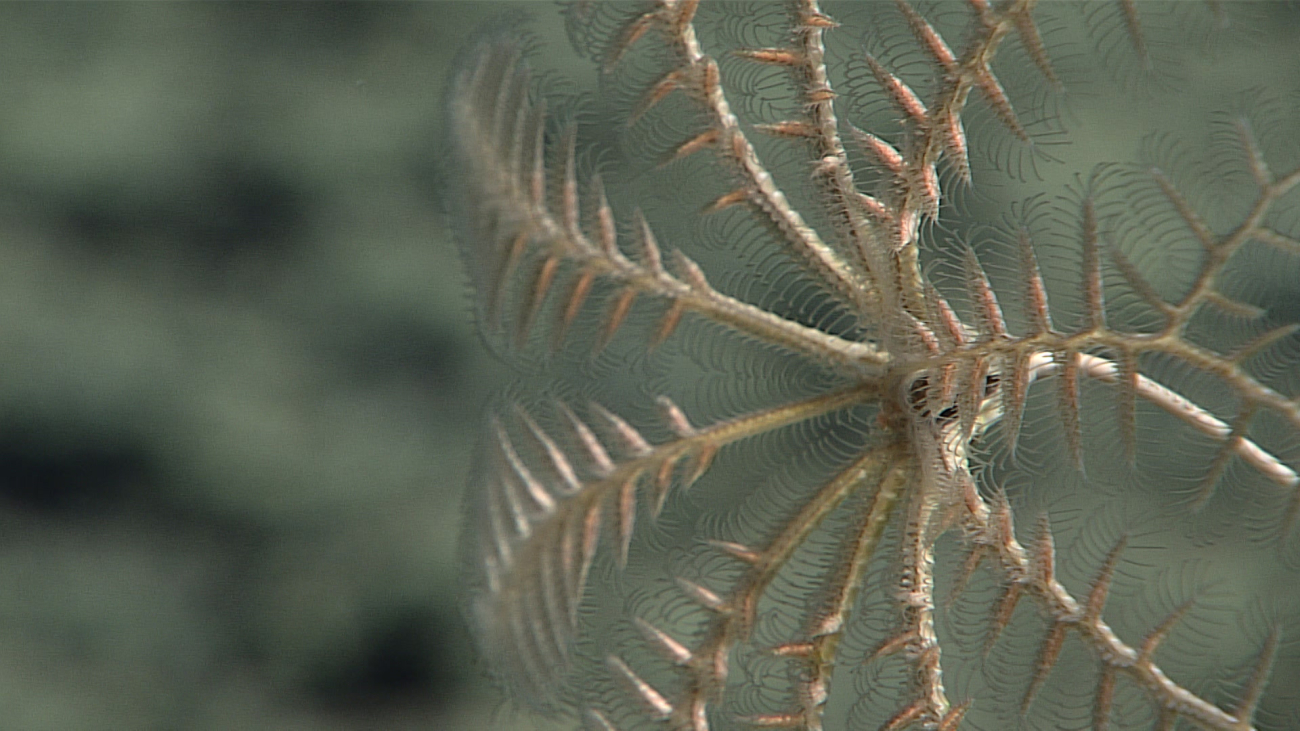 Closeup of brownish white sea lily crinoid seen in image expn 6938
