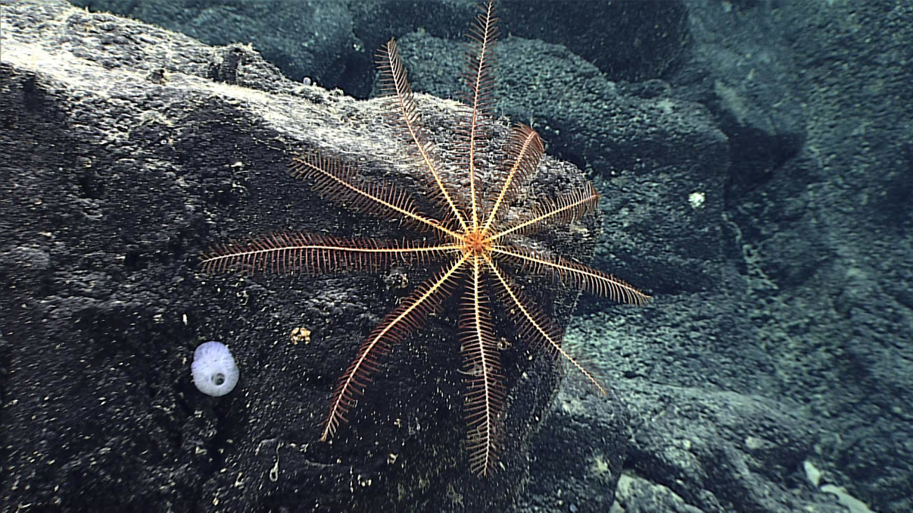 At a distance, this feather star crinoid looks like a brisingid starfish but itis the crinoid-family Pentametrocrinidae, Thaumatocrinus rugosus