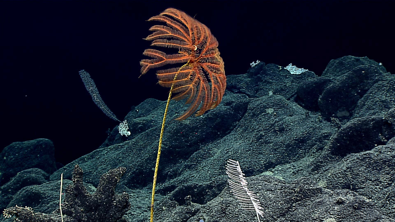 A large orange sea lily crinoid - family Proisocrinidae?