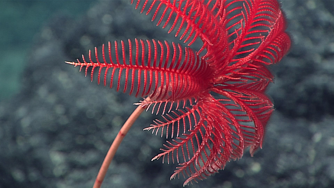 A red sea lily crinoid - family Proisocrinidae, Proisocrinus ruberrimus