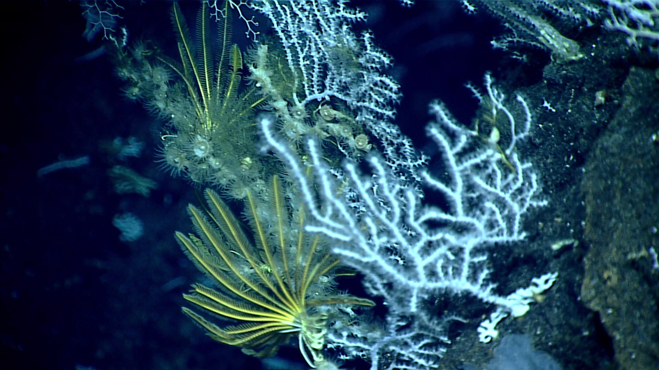 White octocorals, yellow feather star crinoids, and graying zoanthids