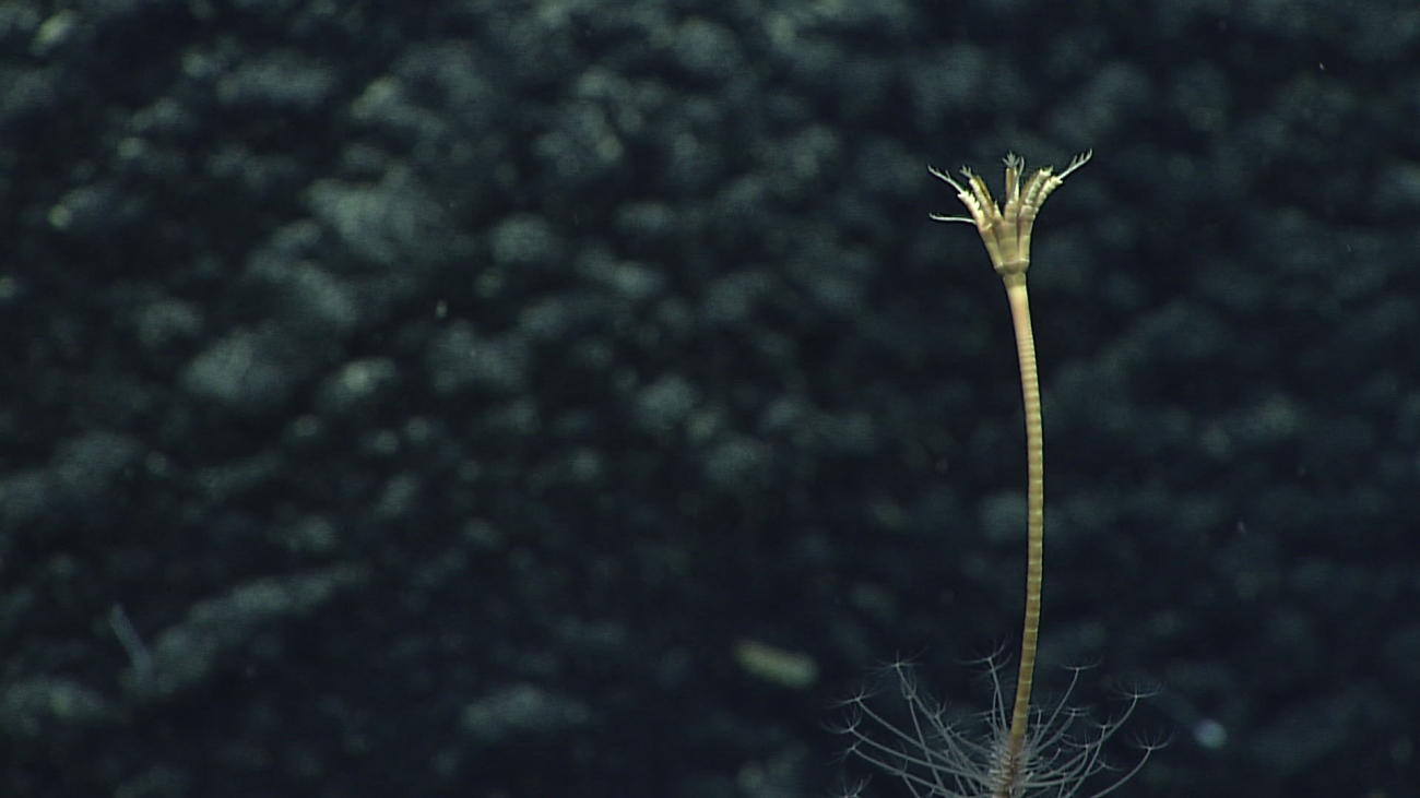A sea lily crinoid - family Bathycrinidae