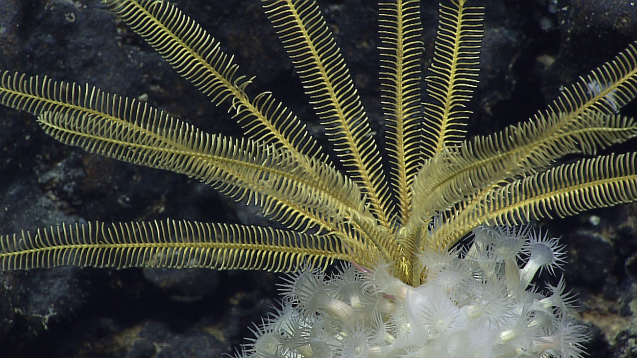 A yellow feather star crinoid on top of a glass sponge covered withwhite zoanthids? anemones?