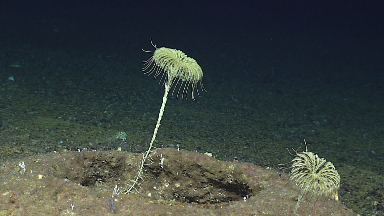 Two large yellowish feather star crinoids with forty arms