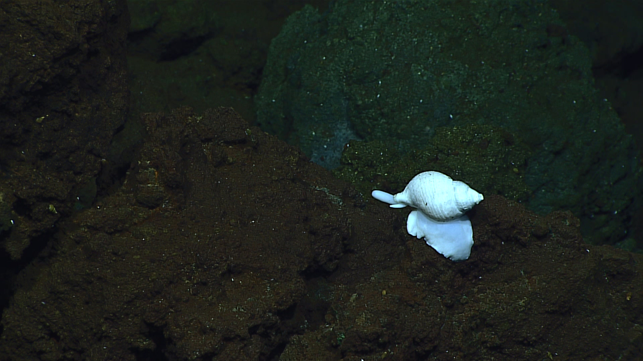 A white gastropod in the vicinity of hydrothermal vents