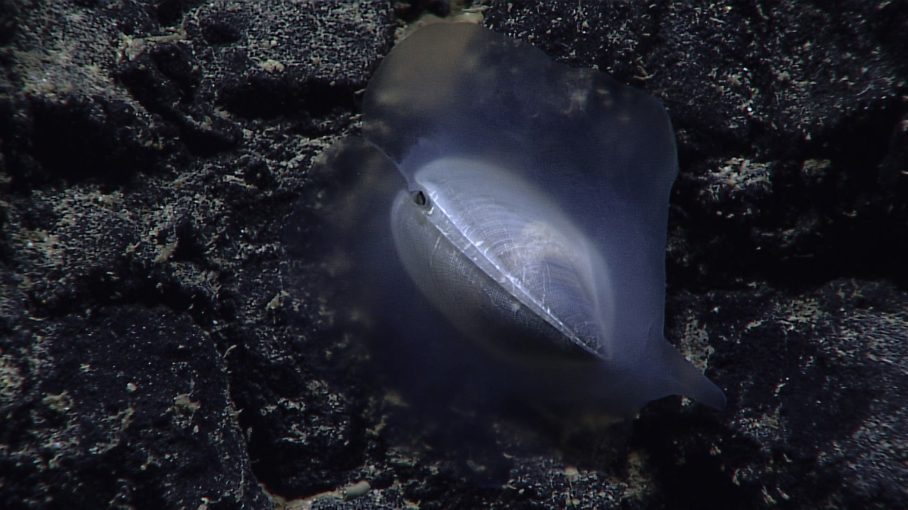 A mollusk seemingly encased in a translucent mantle