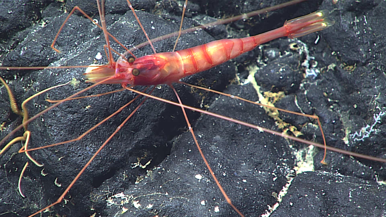 A yellowish white shrimp with reddish orange banding and a red headon a rock substrate