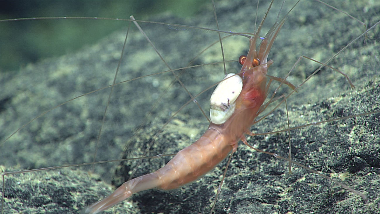 A brownish white shrimp with what appears to bean isopod? parasite on its back