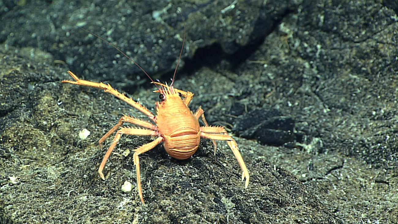 An orange squat lobster - family eumunididae, Euminida treguieri