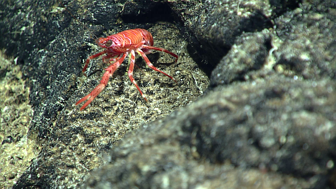 A red and orange banded squat lobster on a rock substrate