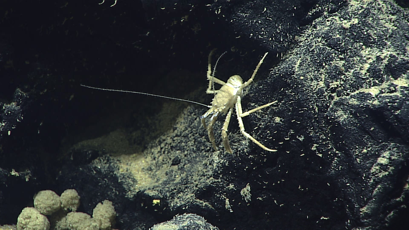 A white squat lobster