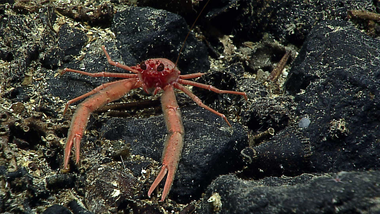 A red squat lobster with black eyes and relatively large chelae