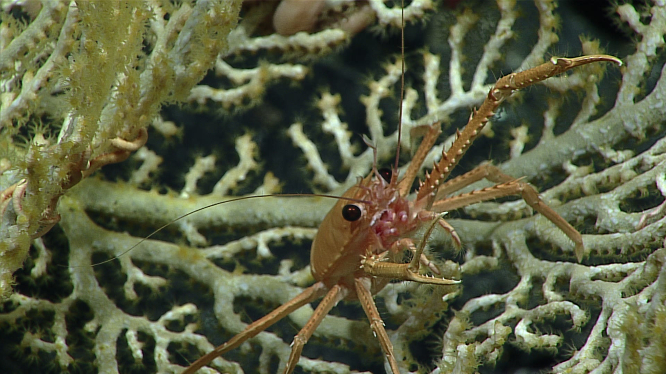 An orange squat lobster with black eyes - perhaps family Munididae