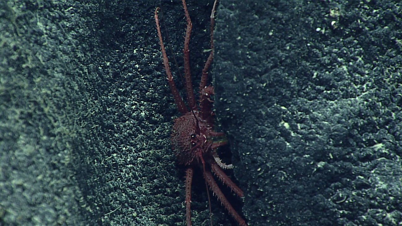 A reddish crab - family Lithodidae, Paralomis n