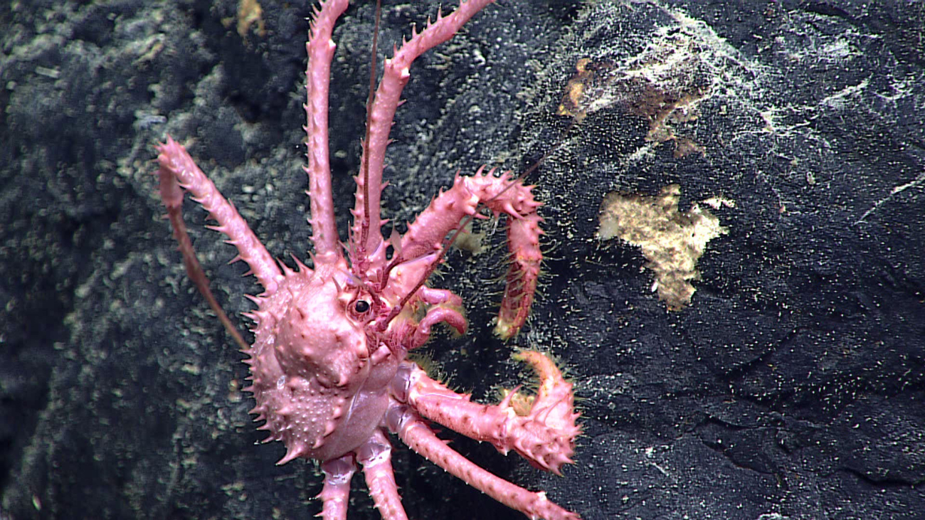 A pink crab - family Lithodidae, Paralomis n