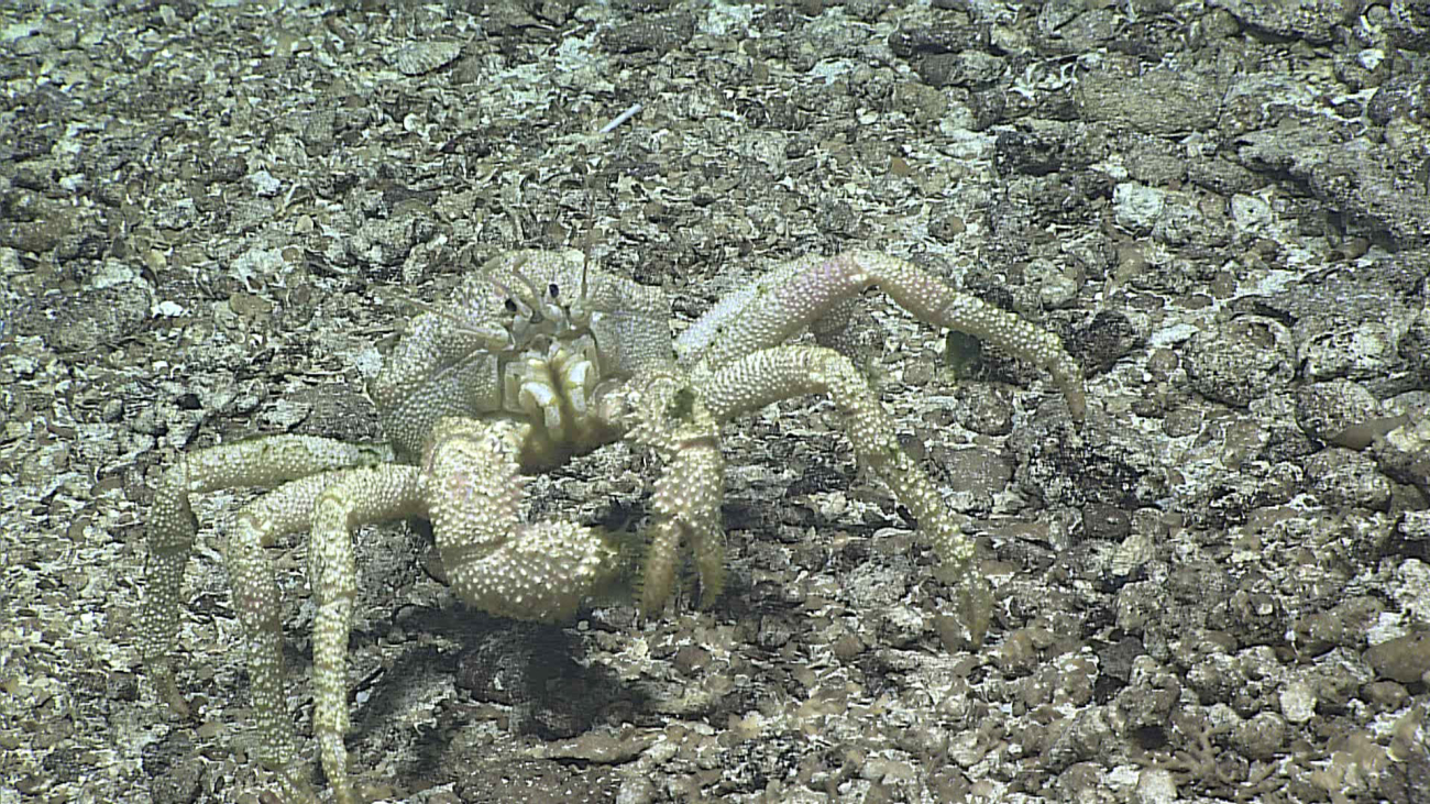 A white well-camouflaged crab that blends in with the substrate