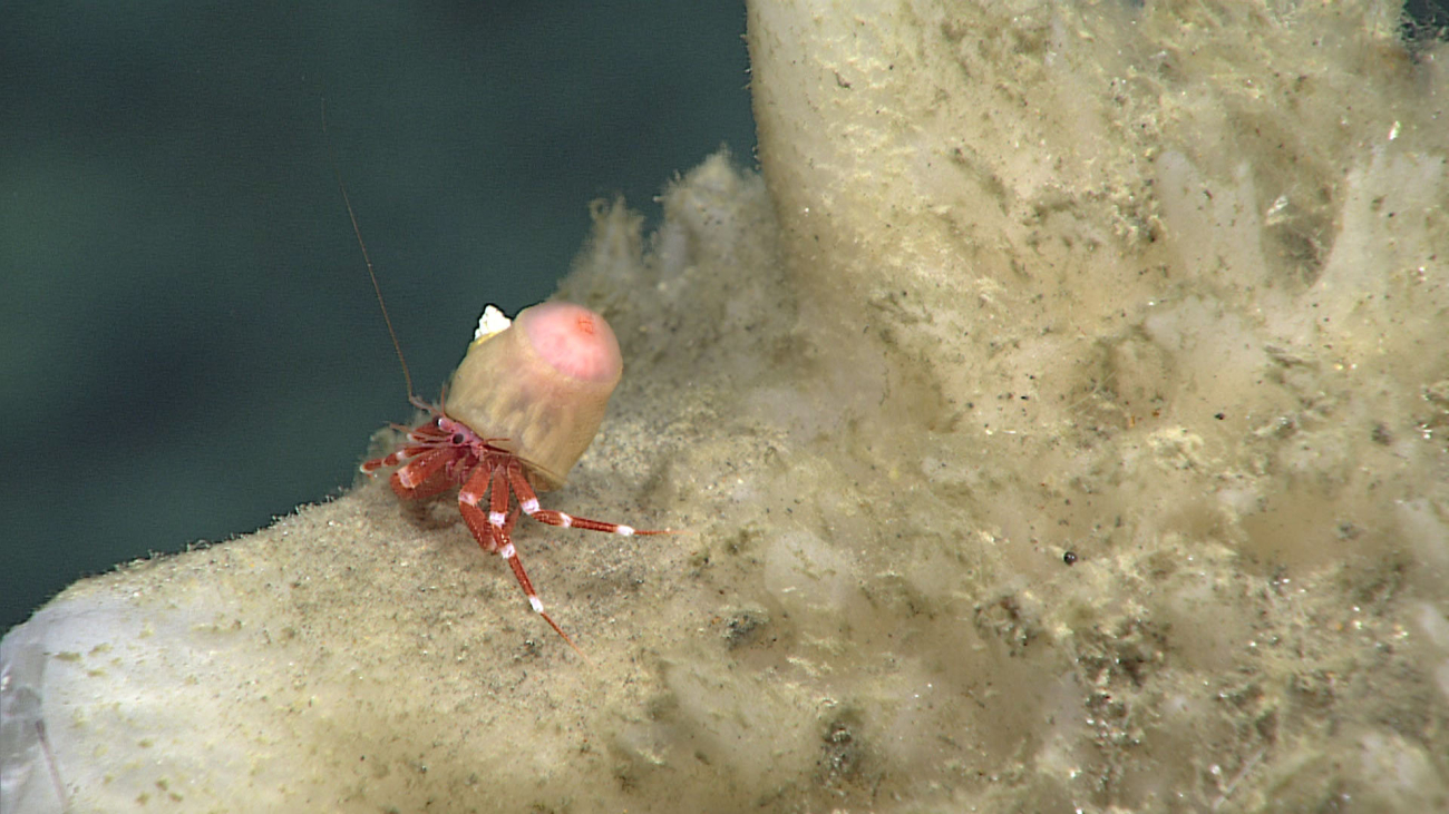 A small red and white crab with a commensal anemone attached to itsback
