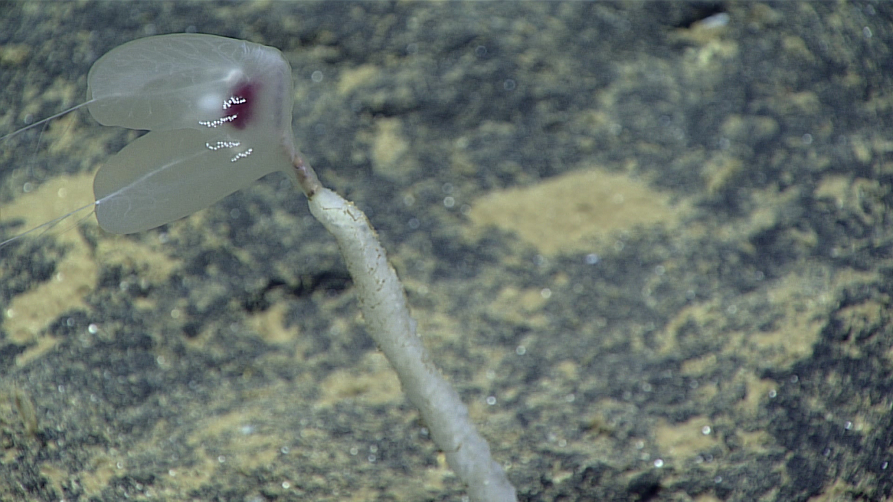 A benthic ctenophore attached to a sponge