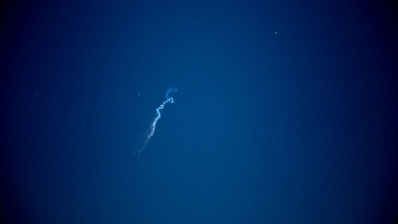 A siphonophore seen in the distance with trailing tentacles