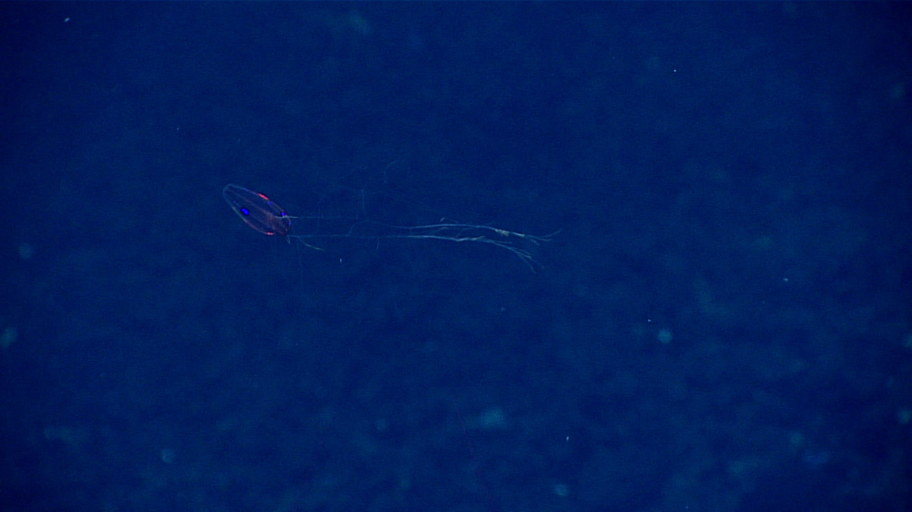 A ctenophore with trailing tentacles
