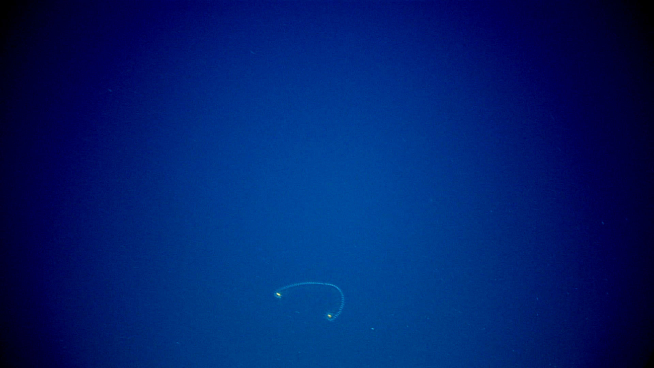 A siphonophore? salp chain? which end is the front end as each endhas a similar organ