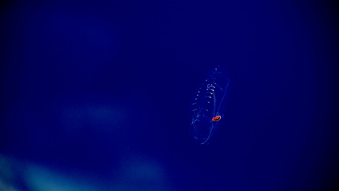 A solitary swimming salp