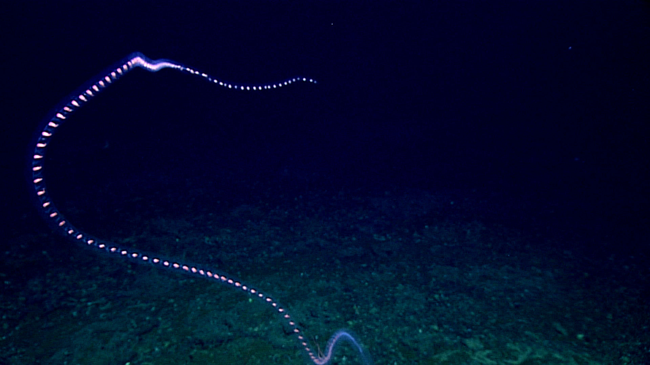 A siphonophore