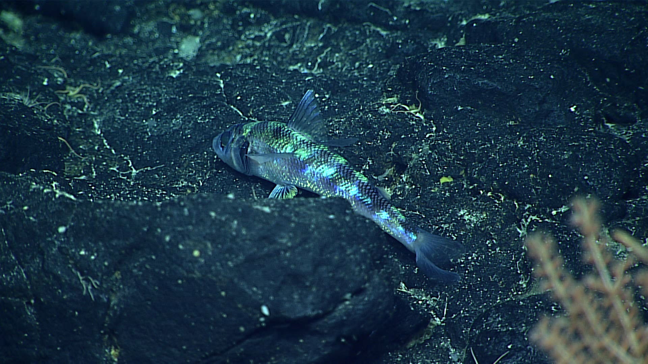 Deep sea fish - family Chlorophthalmidae, Chlorophthalmus proridens