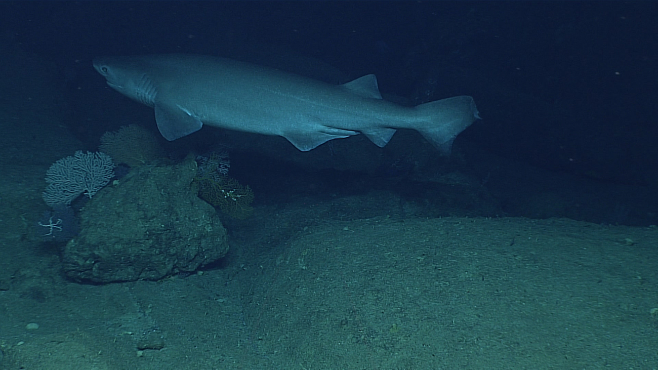 A six-gill shark - Hexanchus griseus