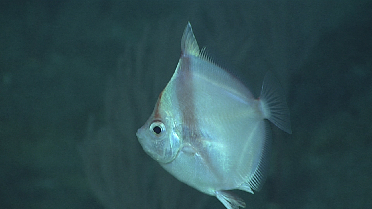 Deep sea fish - family Caproidae Antigonia sp