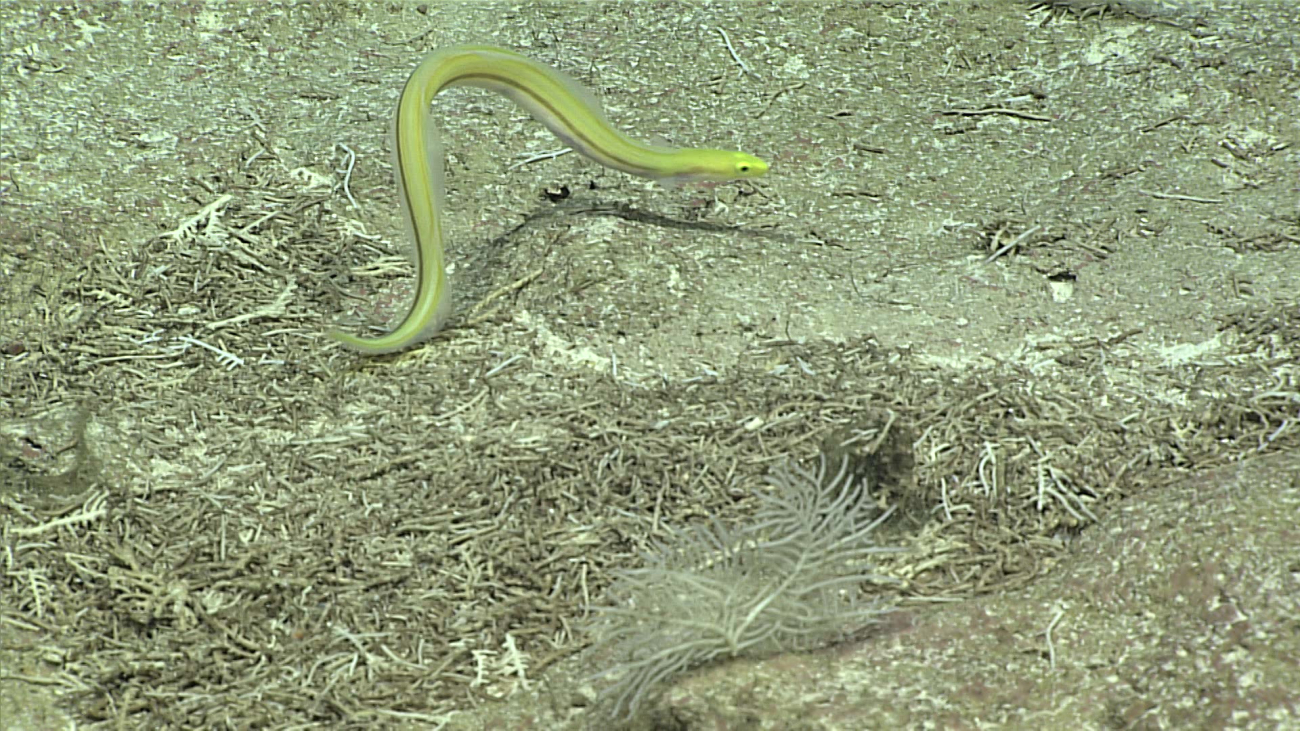 A yellow eel - family Myrocongridae