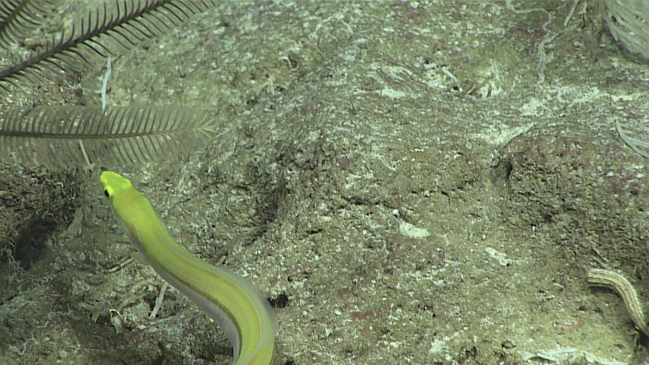 A yellow eel - family Myrocongridae