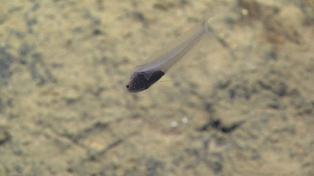 A cusk-eel - perhaps Acanthonus sp