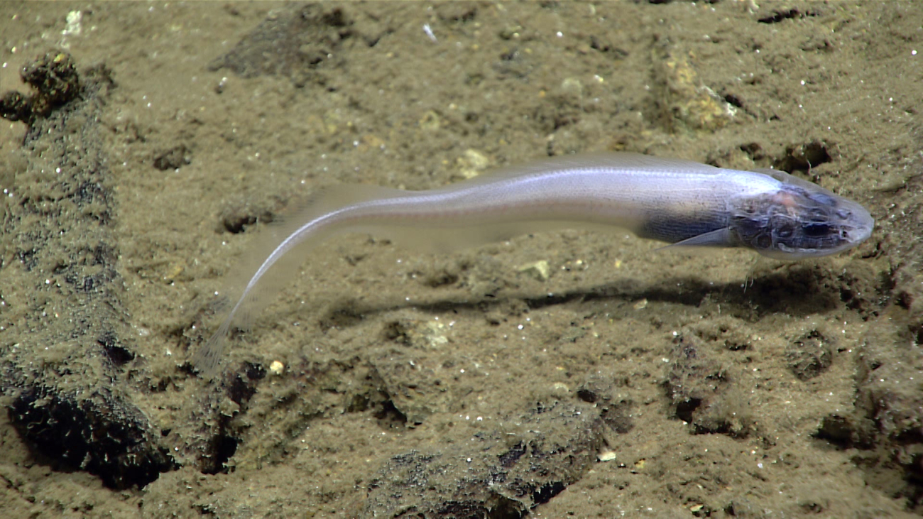 A white cusk eel - Leucicorus lusciosus