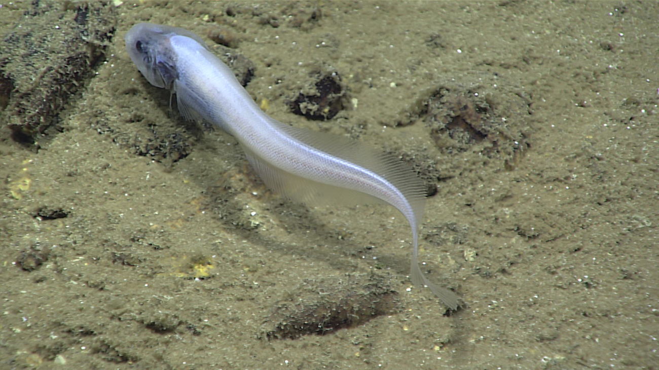 A white cusk eel - Leucicorus lusciosus