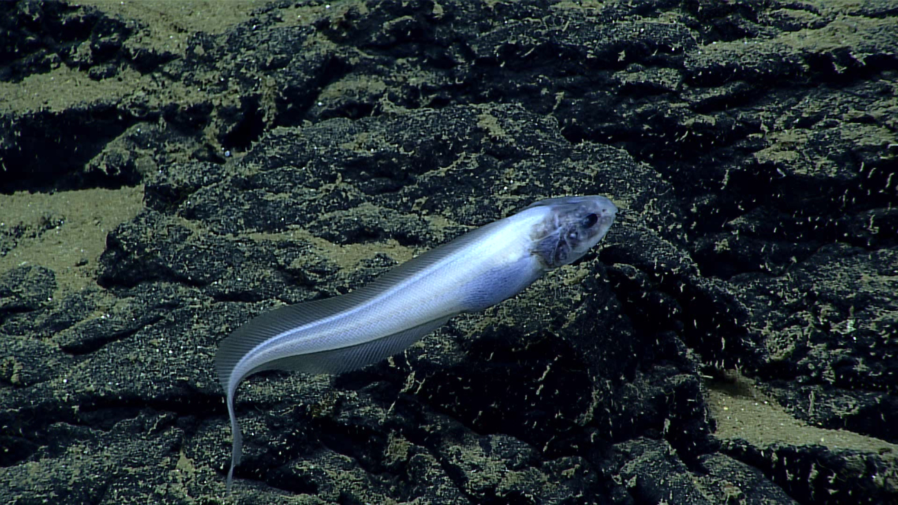 A white cusk eel