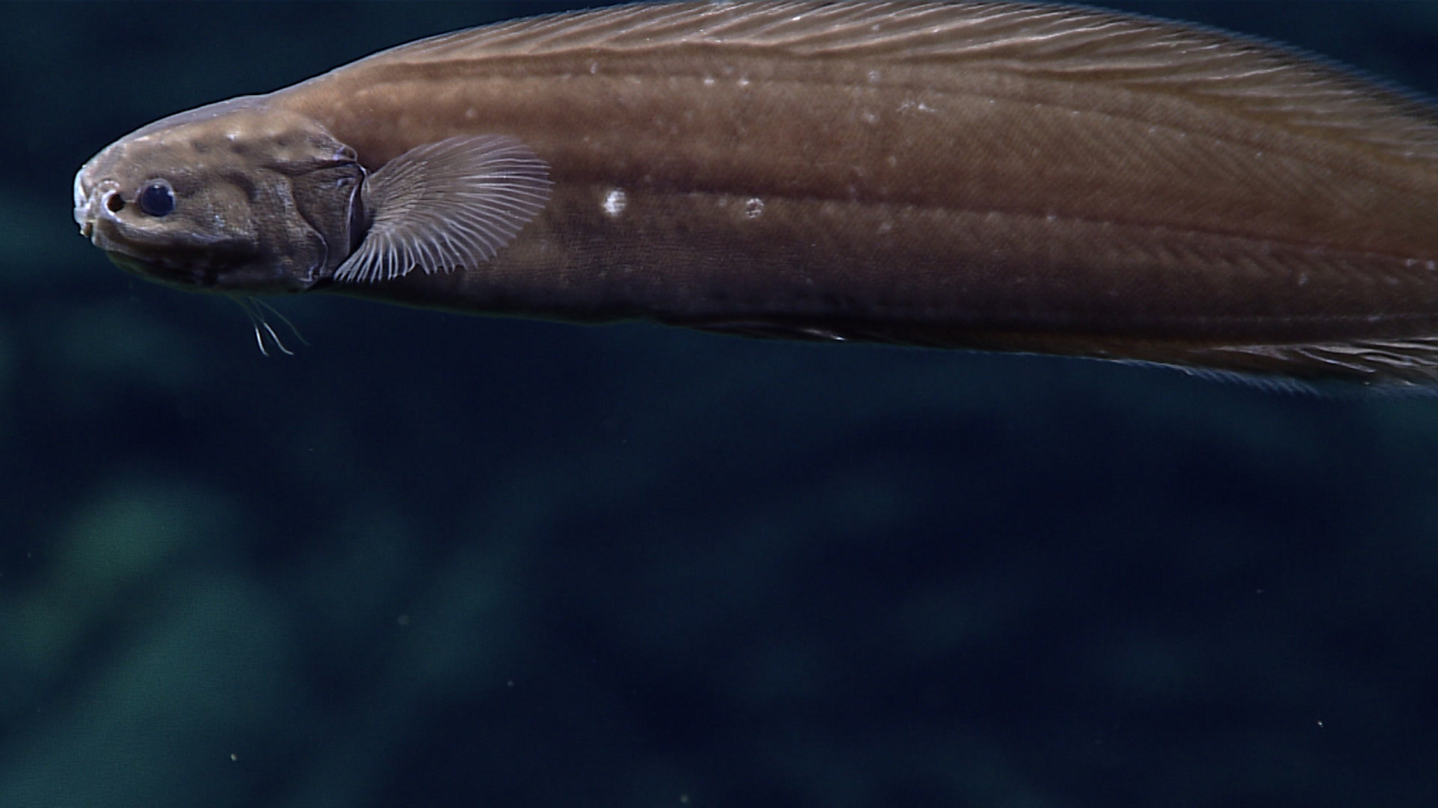 A cusk eel - family Ophidiidae