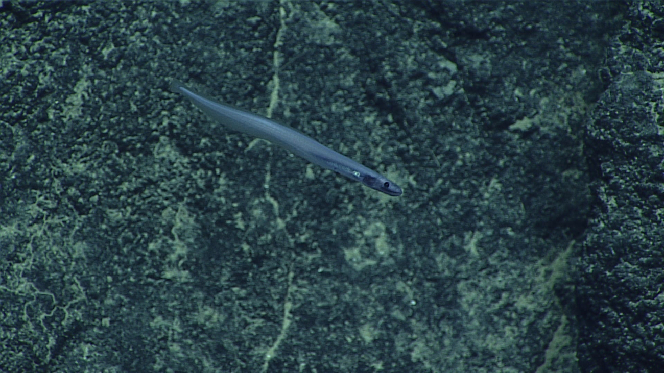An eel of the family Synaphobranchidae