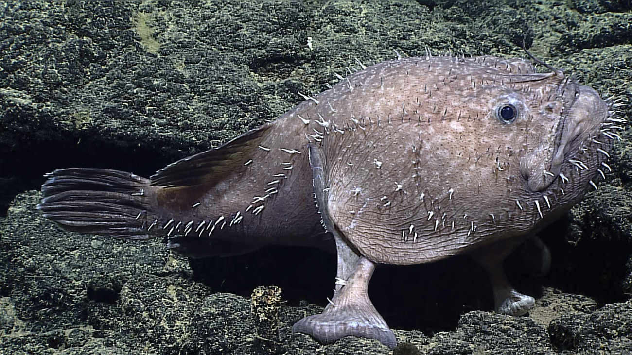 Deep sea goosefish - family Lophiidae, Sladenia remiger
