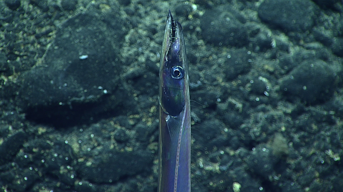 A cutlass fish - family Trichiuridae