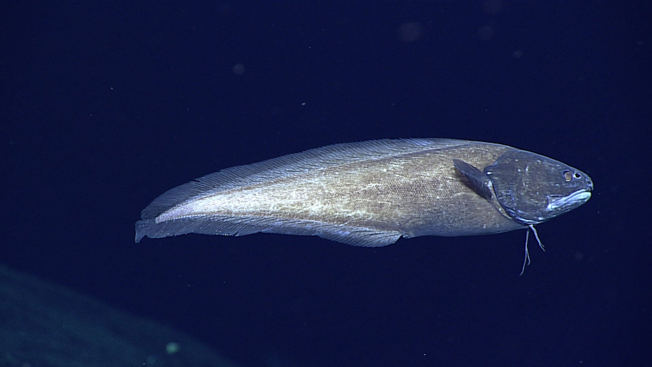 Deepsea fish - family Ophidiidae, Spectrunculus sp