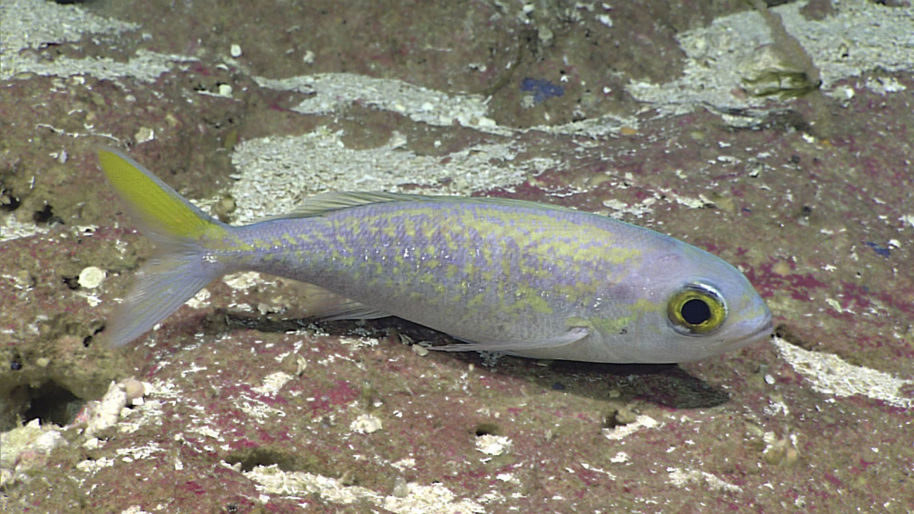 Shallow water fish - family Lutjanidae, Pristipomoides auricilla
