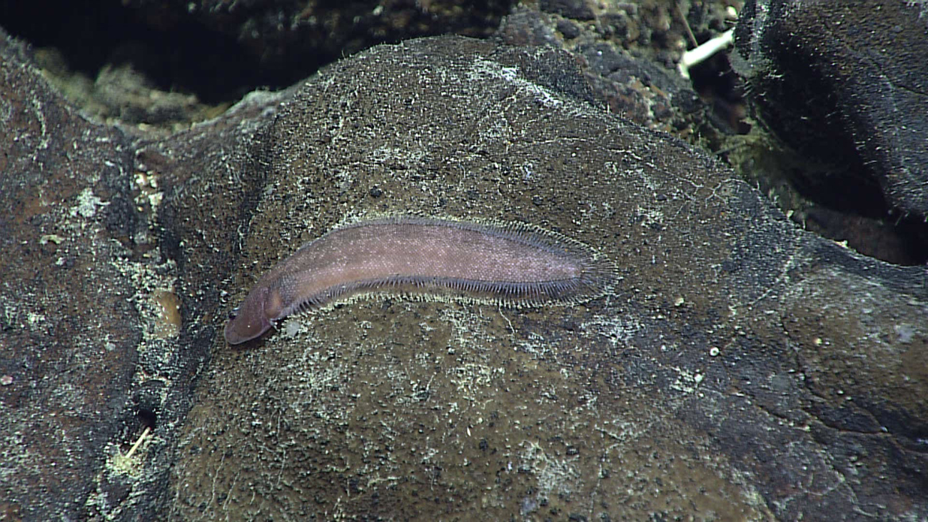 A tonguefish draped over a rock
