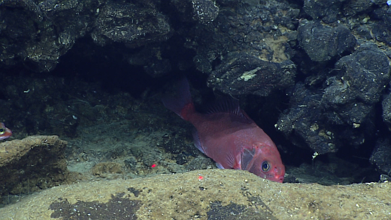 Roughy or slimehead - a deep sea fish