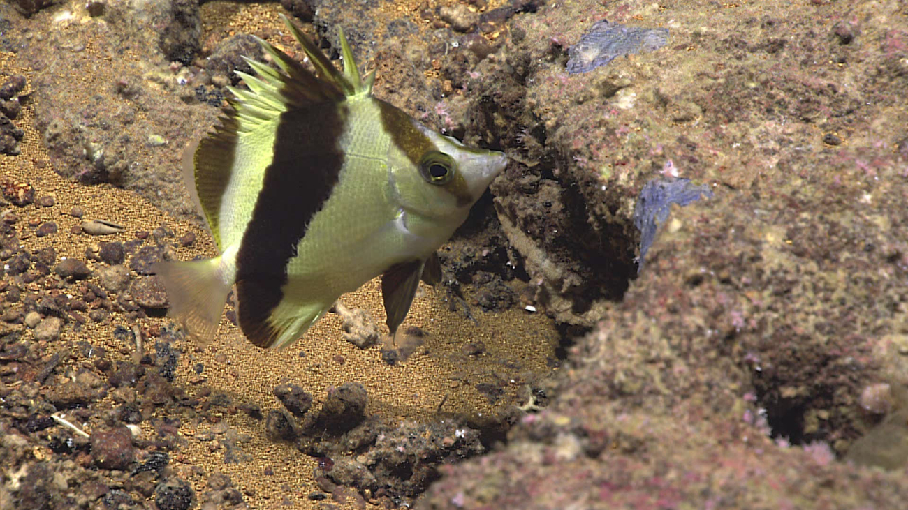 A rarely seen guyot butterflyfish - family Chaetodontidae, Prognathodesguyotensis