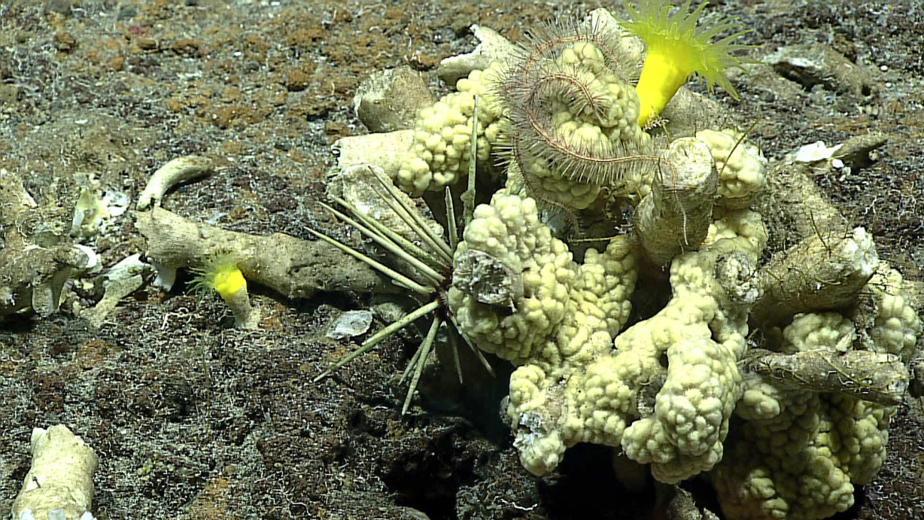 A cidaroid urchin, yellow scleractinian corals, a lumpy demosponge, and anophiuroid brittle star with long spines