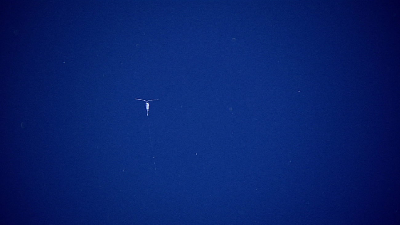 A swimming copepod