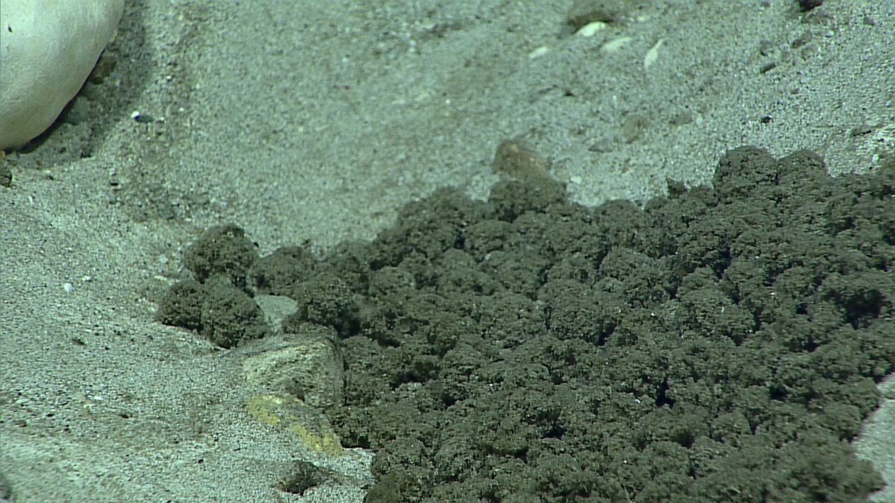 Balls might be living xenophyophores at 5990 meters depth