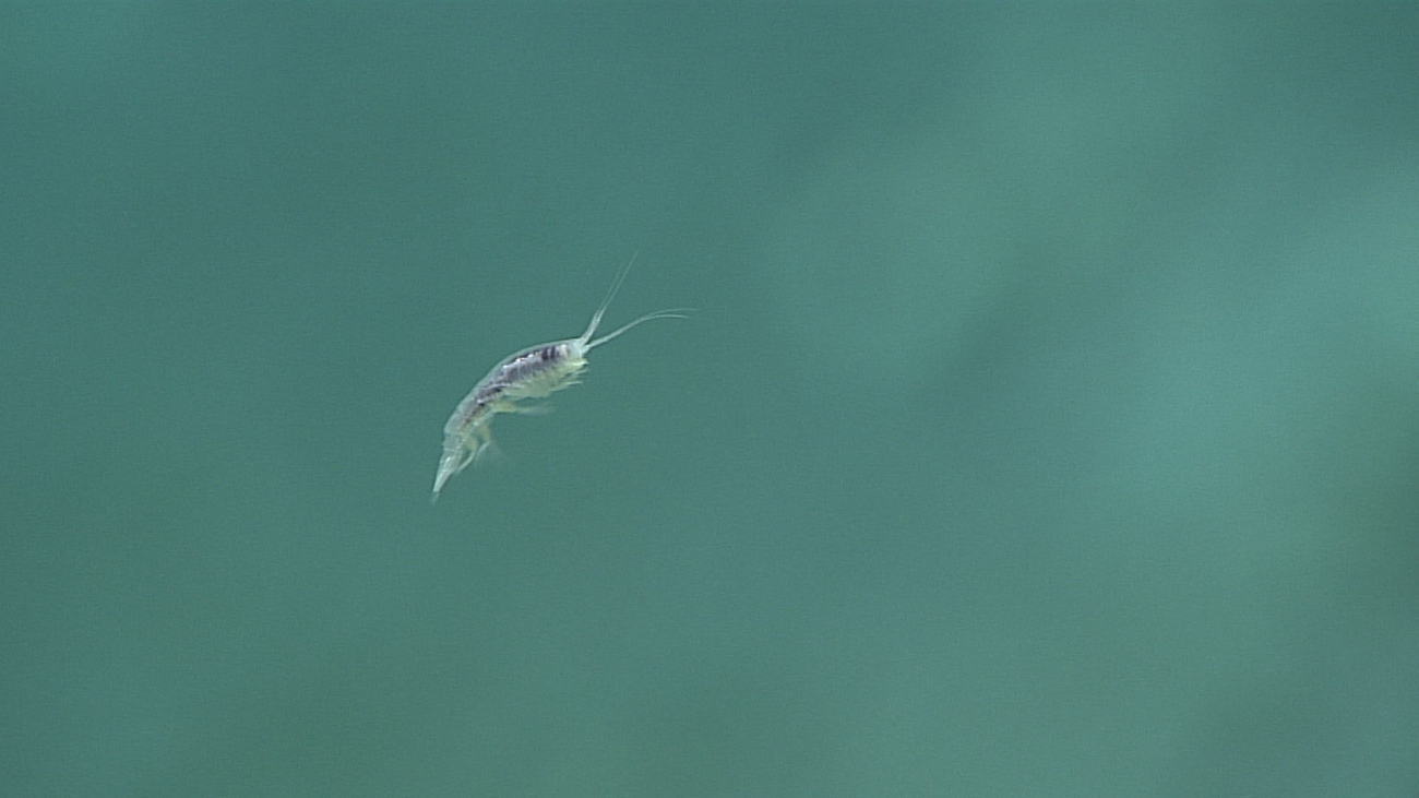 A swimming amphipod at 5944 meters depth