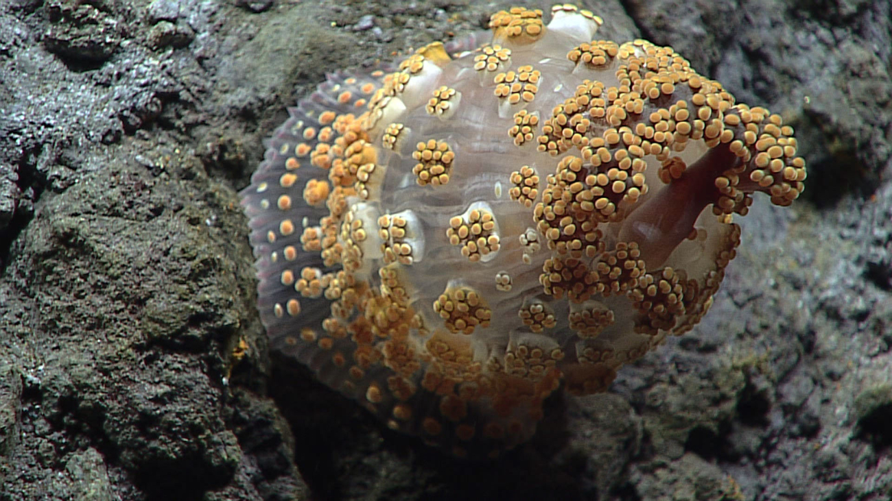 A bizarre sea anemone in the family Aliciidae